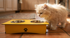 Premium Wooden Double Bowl Cat Feeder Stand with Stainless Steel Bowls